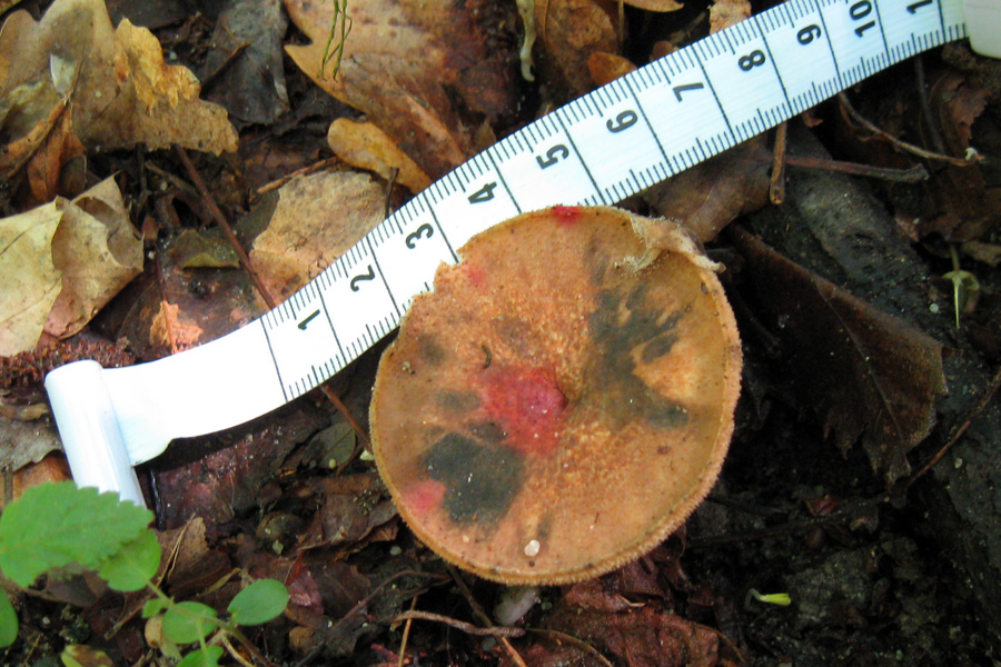 Rio del Campovecchio, 24-05-08 (Polyporus arcularius)
